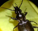 Anchomenus quadratus - photo 3