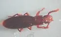 Anchomma costatum