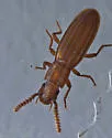 Anchomma costatum - photo 2