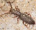 Anchomma costatum - photo 5