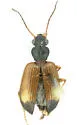 Anchonoderus horni