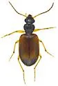 Anchonoderus horni - photo 2