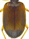 Anchonoderus horni - photo 4