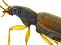 Anchonoderus horni - photo 5