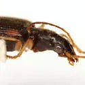 Anchonoderus quadrinotatus - photo 2