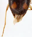 Anchonoderus quadrinotatus - photo 3