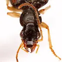 Anchonoderus quadrinotatus - photo 4