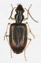 Anchonoderus quadrinotatus - photo 5
