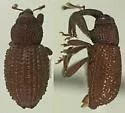 Anchonus blatchleyi