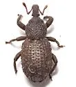 Anchonus blatchleyi - photo 2