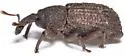 Anchonus blatchleyi - photo 3