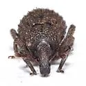 Anchonus blatchleyi - photo 4