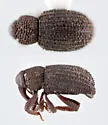 Anchonus duryi