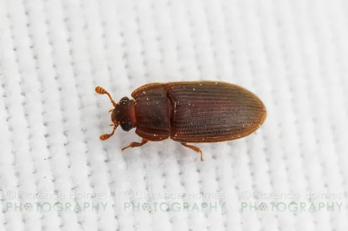Anchorius lineatus