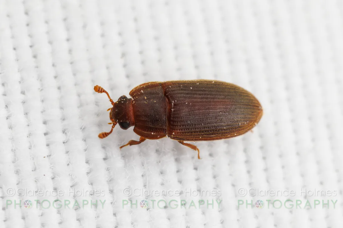 Anchorius lineatus - photo 2