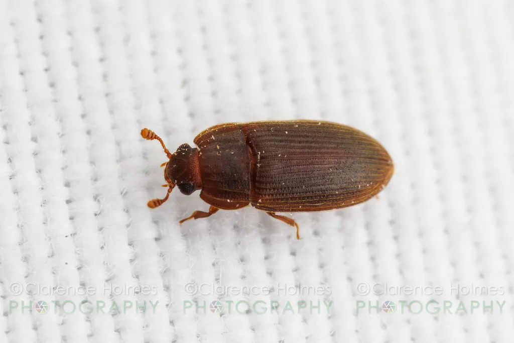 Anchorius lineatus - photo 3