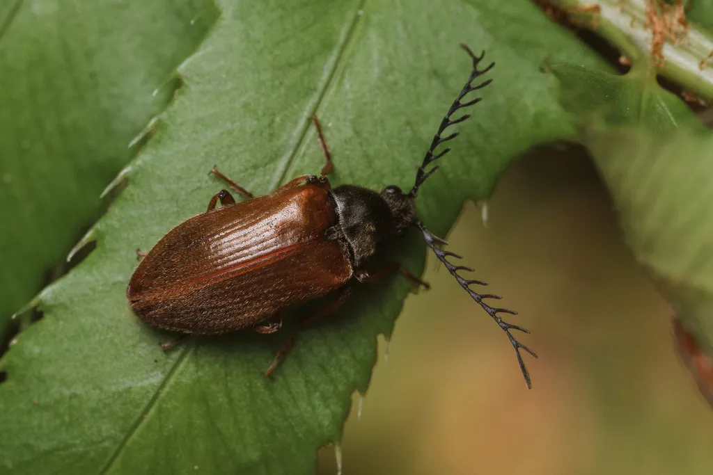 Anchycteis velutina