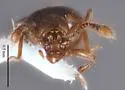Anchylarthron caviceps - photo 2