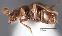 Anchylarthron caviceps - photo 3
