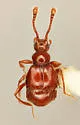 Anchylarthron cornutum