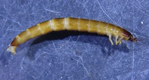 Anchytarsus bicolor