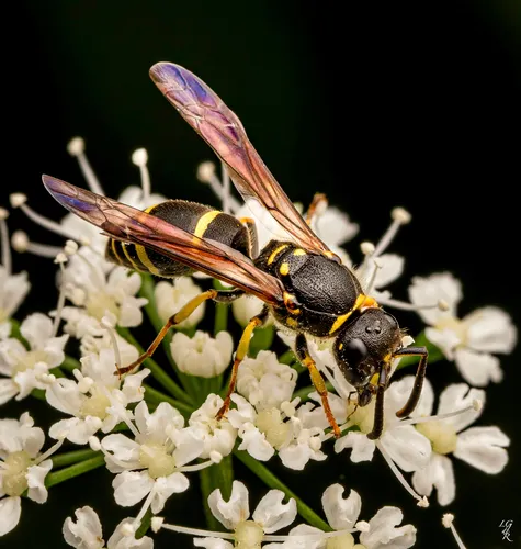 Ancistrocerus adiabatus