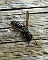 Ancistrocerus albolacteus
