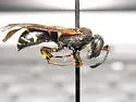 Ancistrocerus albolacteus - photo 2