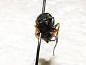 Ancistrocerus albolacteus - photo 3