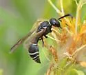 Ancistrocerus albolacteus - photo 4