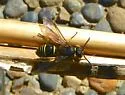 Ancistrocerus albolacteus - photo 5