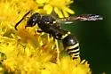 Ancistrocerus albophaleratus