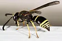 Ancistrocerus albophaleratus - photo 2