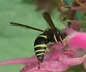 Ancistrocerus albophaleratus - photo 3