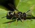 Ancistrocerus albophaleratus - photo 4