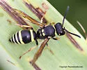 Ancistrocerus albophaleratus - photo 5