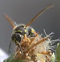 Ancistrocerus bustamente