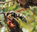 Ancistrocerus bustamente - photo 2