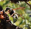 Ancistrocerus bustamente - photo 3