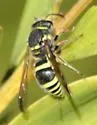 Ancistrocerus bustamente - photo 4