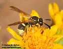 Ancistrocerus bustamente - photo 5