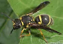 Ancistrocerus campestris