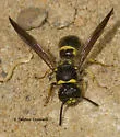 Ancistrocerus campestris - photo 2