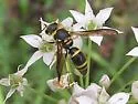 Ancistrocerus campestris - photo 3