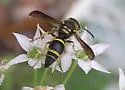 Ancistrocerus campestris - photo 4