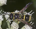 Ancistrocerus campestris - photo 5