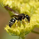 Ancistrocerus capra