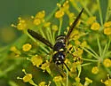Ancistrocerus capra - photo 2