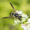 Ancistrocerus capra - photo 3
