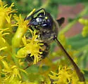 Ancistrocerus capra - photo 4